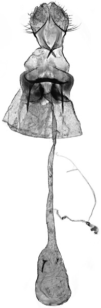 /filer/webapps/moths_gc/media/images/B/botanica_Sabulopteryx_GF_Hoare-et-al_2019_48.jpg