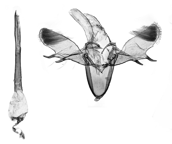 /filer/webapps/moths_gc/media/images/B/botanica_Sabulopteryx_GM_Hoare-et-al_2019_48.jpg