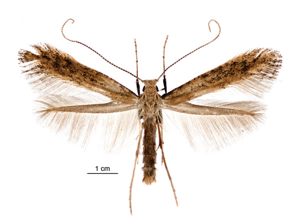 /filer/webapps/moths_gc/media/images/B/botanica_Sabulopteryx_PT_female_NZAC.jpg