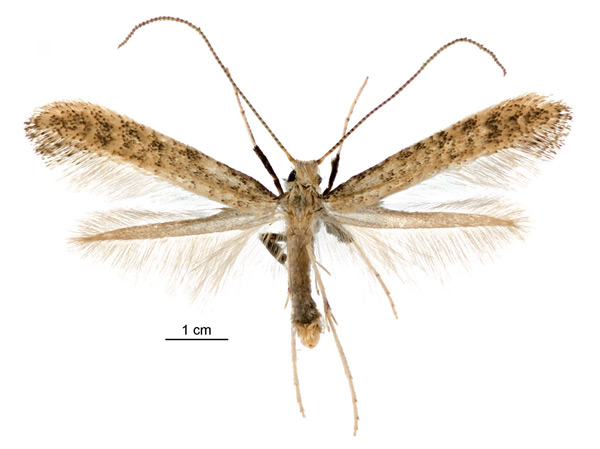 /filer/webapps/moths_gc/media/images/B/botanica_Sabulopteryx_PT_male_NZAC.jpg