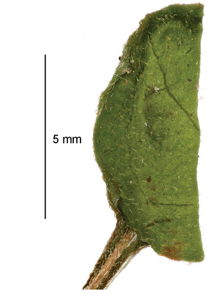 /filer/webapps/moths_gc/media/images/B/botanica_Sabulopteryx_cocoon_Hoare-et-al_2019_51.jpg