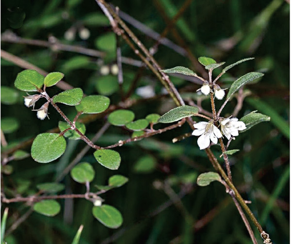 /filer/webapps/moths_gc/media/images/B/botanica_Sabulopteryx_host-plant_Hoare-et-al_2019_49.jpg