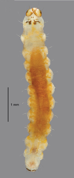 /filer/webapps/moths_gc/media/images/B/botanica_Sabulopteryx_larva_Hoare-et-al_2019_49.jpg