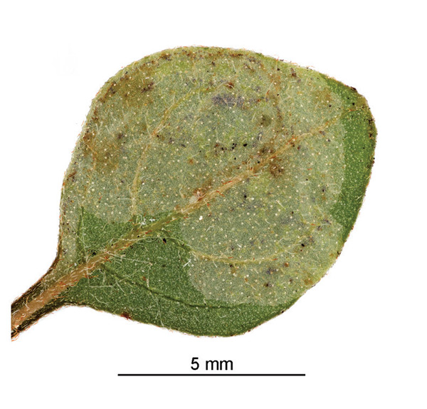 /filer/webapps/moths_gc/media/images/B/botanica_Sabulopteryx_mine_Hoare-et-al_2019_49.jpg
