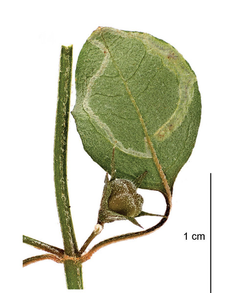 /filer/webapps/moths_gc/media/images/B/botanica_Sabulopteryx_mine_Hoare-et-al_2019_49_2.jpg