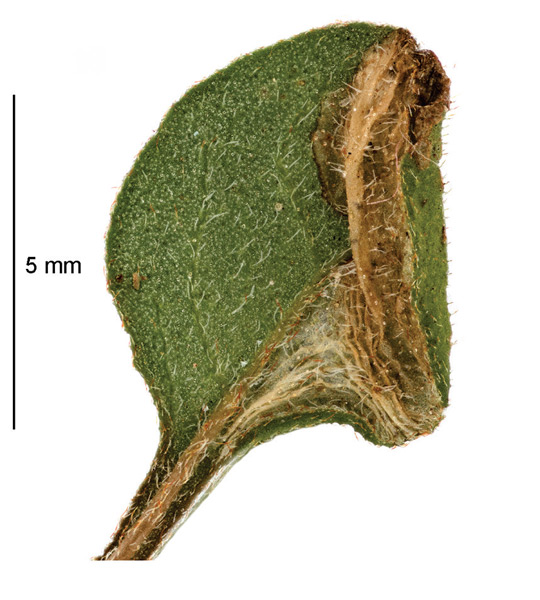 /filer/webapps/moths_gc/media/images/B/botanica_Sabulopteryx_mine_Hoare-et-al_2019_51.jpg