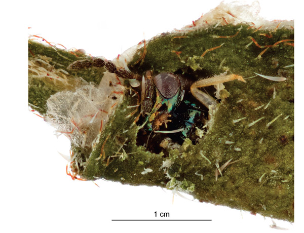 /filer/webapps/moths_gc/media/images/B/botanica_Sabulopteryx_parasitoid_Hoare-et-al_2019_51.jpg