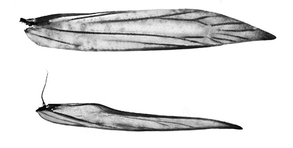 /filer/webapps/moths_gc/media/images/B/botanica_Sabulopteryx_wing-vanation_Hoare-et-al_2019_45.jpg