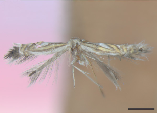 /filer/webapps/moths_gc/media/images/B/bourquini_Phyllocnistis_HT_MACN_2.jpg