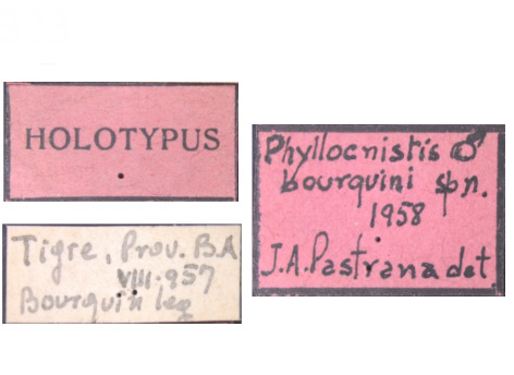 /filer/webapps/moths_gc/media/images/B/bourquini_Phyllocnistis_HT_MACN_Labels.jpg