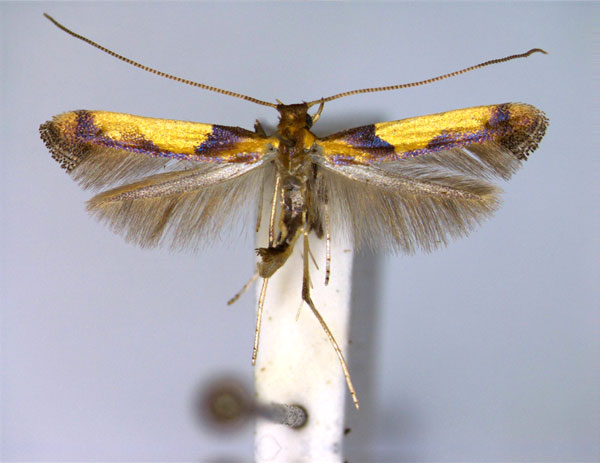 /filer/webapps/moths_gc/media/images/B/braccatella_Caloptilia_A_EIHU.jpg