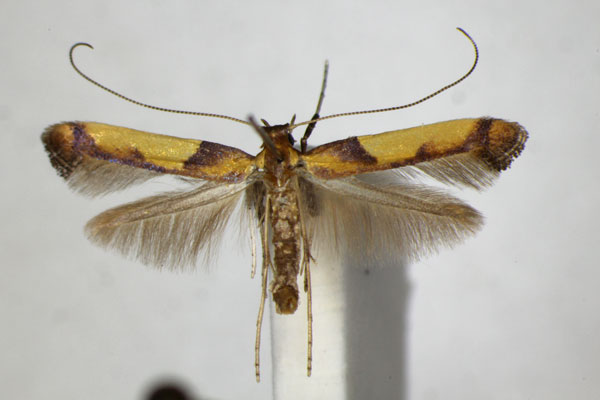 /filer/webapps/moths_gc/media/images/B/braccatella_Caloptilia_A_ZSM.jpg