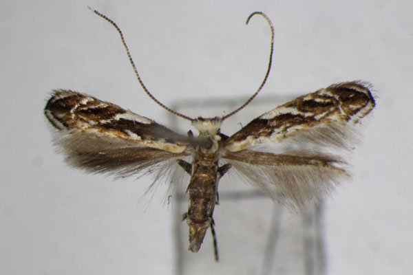 /filer/webapps/moths_gc/media/images/B/brachybotrys_Liocrobyla_A_ZSM.jpg