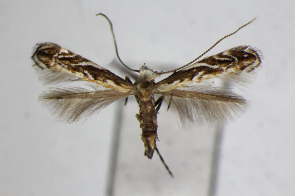 /filer/webapps/moths_gc/media/images/B/brachybotrys_Liocrobyla_A_ZSM_2.jpg