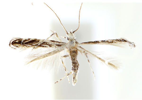 /filer/webapps/moths_gc/media/images/B/brachybotrys_Liocrobyla_M_Kim-etal_2023.jpg