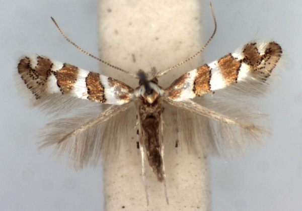 /filer/webapps/moths_gc/media/images/B/brachylaenae_Phyllonorycter_AM_TMSA.jpg