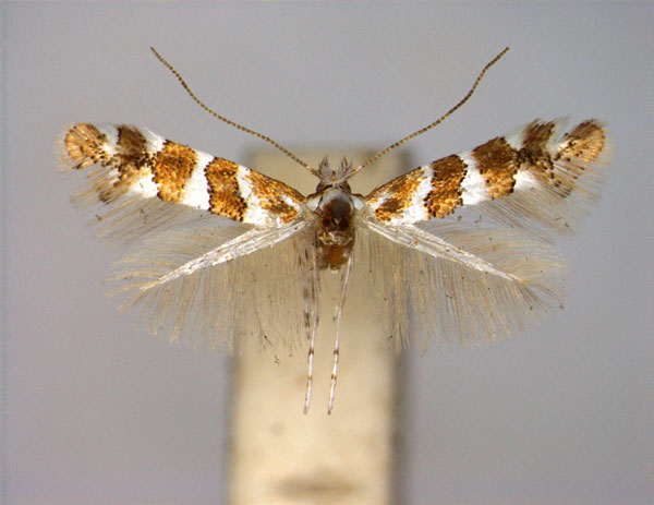 /filer/webapps/moths_gc/media/images/B/brachylaenae_Phyllonorycter_A_EIHU.jpg