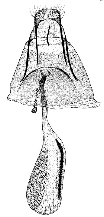 /filer/webapps/moths_gc/media/images/B/brachylaenae_Phyllonorycter_GF_DePrins.jpg