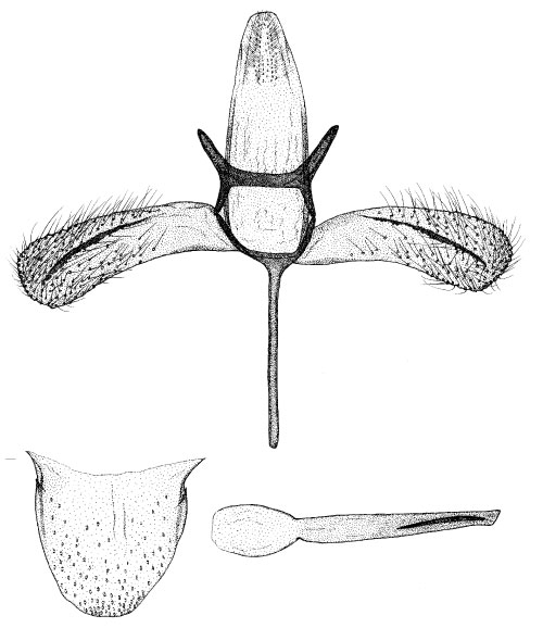 /filer/webapps/moths_gc/media/images/B/brachylaenae_Phyllonorycter_GM_DePrins_02.jpg