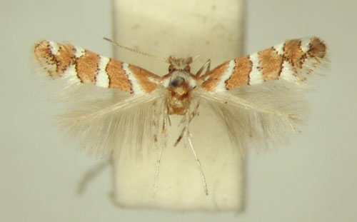 /filer/webapps/moths_gc/media/images/B/brachylaenae_Phyllonorycter_HT_TMSA6414.jpg