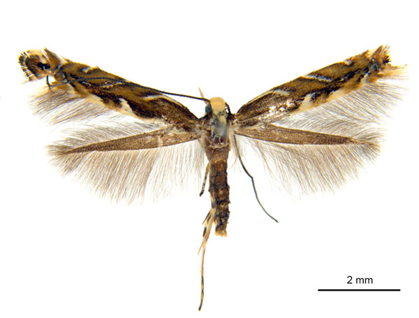 /filer/webapps/moths_gc/media/images/B/braidella_Parectopa_HT_ANIC.jpg