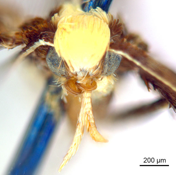 /filer/webapps/moths_gc/media/images/B/braidella_Parectopa_HT_head1_ANIC.jpg