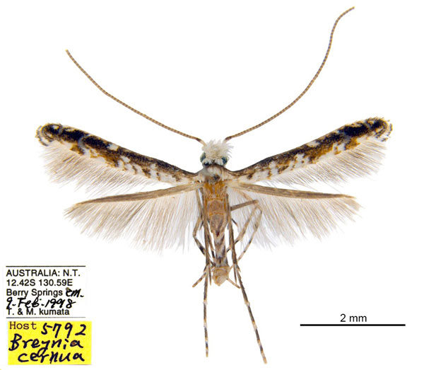 /filer/webapps/moths_gc/media/images/B/breynella_Diphtheroptila_HT_ANIC.jpg