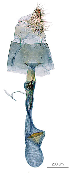 /filer/webapps/moths_gc/media/images/B/breynella_Diphtheroptila_PT1_GF_ANIC.jpg