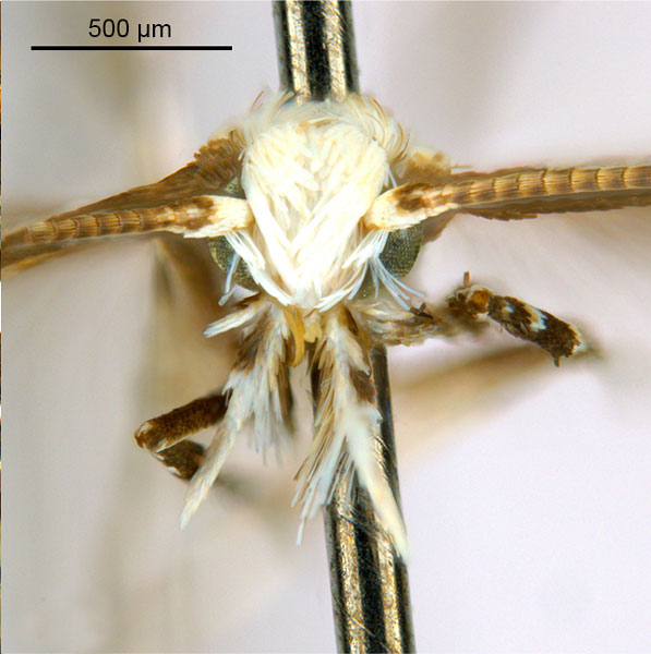 /filer/webapps/moths_gc/media/images/B/breynella_Diphtheroptila_PT1_head1_ANIC.jpg