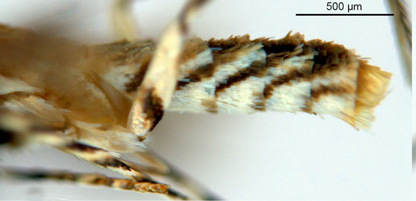 /filer/webapps/moths_gc/media/images/B/breynella_Diphtheroptila_PT1_legs1_ANIC.jpg