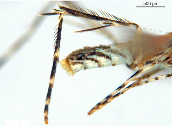 /filer/webapps/moths_gc/media/images/B/breynella_Diphtheroptila_PT1_legs2_ANIC.jpg