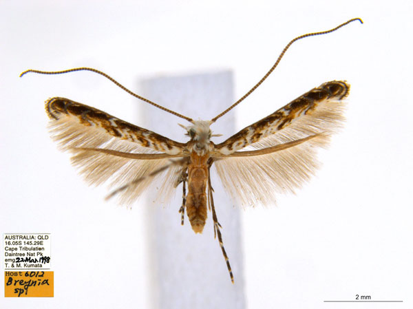 /filer/webapps/moths_gc/media/images/B/breynella_Diphtheroptila_PT2_ANIC.jpg