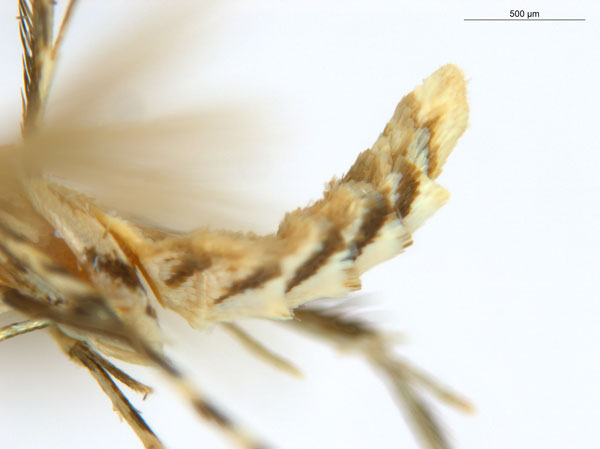 /filer/webapps/moths_gc/media/images/B/breynella_Diphtheroptila_PT2_abdomen_ANIC.jpg