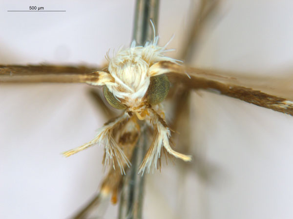 /filer/webapps/moths_gc/media/images/B/breynella_Diphtheroptila_PT2_head1_ANIC.jpg
