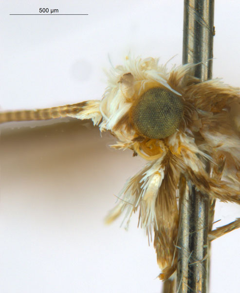 /filer/webapps/moths_gc/media/images/B/breynella_Diphtheroptila_PT2_head2_ANIC.jpg