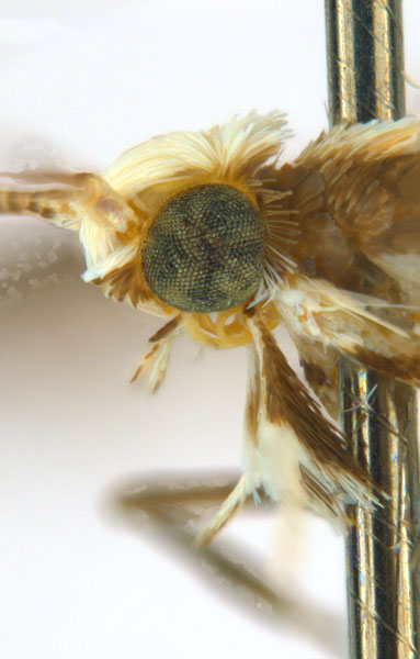 /filer/webapps/moths_gc/media/images/B/breynella_Diphtheroptila_PT3_head2_ANIC.jpg