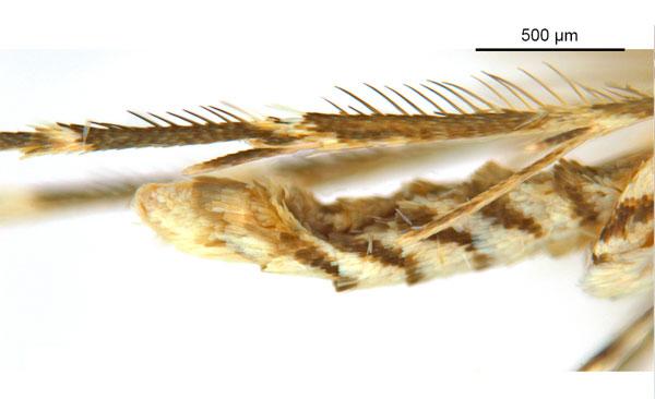 /filer/webapps/moths_gc/media/images/B/breynella_Diphtheroptila_PT3_legs_ANIC.jpg