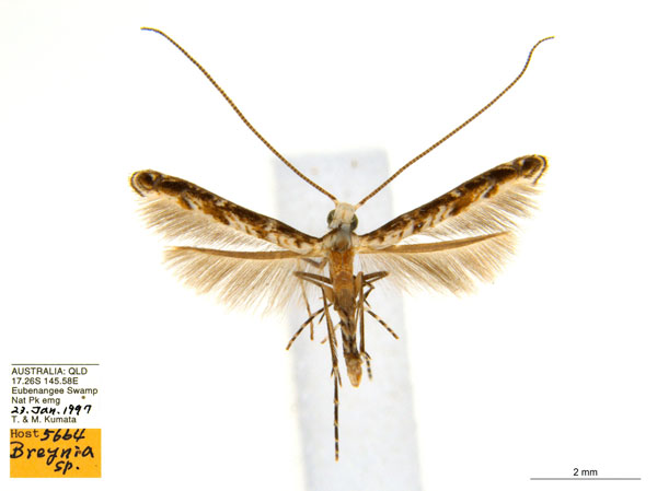 /filer/webapps/moths_gc/media/images/B/breynella_Diphtheroptila_PT4_ANIC.jpg