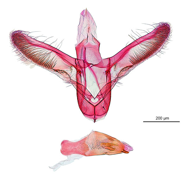 /filer/webapps/moths_gc/media/images/B/breynella_Diphtheroptila_PT4_GM_ANIC.jpg