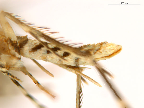 /filer/webapps/moths_gc/media/images/B/breynella_Diphtheroptila_PT4_abdomen_ANIC_O2yEcoA.jpg
