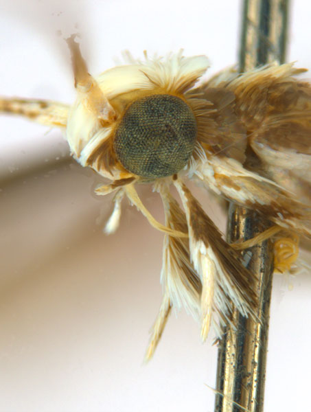 /filer/webapps/moths_gc/media/images/B/breynella_Diphtheroptila_PT4_head2_ANIC.jpg