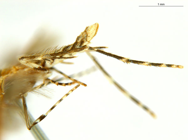 /filer/webapps/moths_gc/media/images/B/breynella_Diphtheroptila_PT4_legs_ANIC_1pHfoYG.jpg