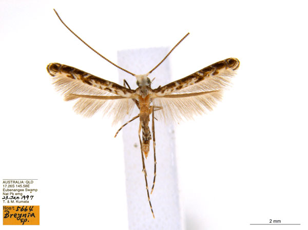 /filer/webapps/moths_gc/media/images/B/breynella_Diphtheroptila_PT5_ANIC.jpg