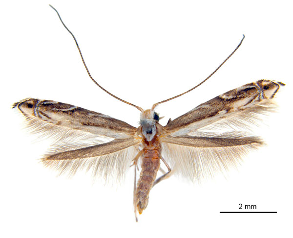 /filer/webapps/moths_gc/media/images/B/breyniphaga_Epicephala_HT_ANIC.jpg