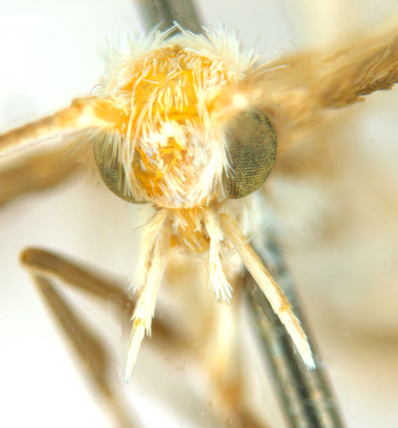 /filer/webapps/moths_gc/media/images/B/breyniphaga_Epicephala_HT_head1_ANIC.jpg