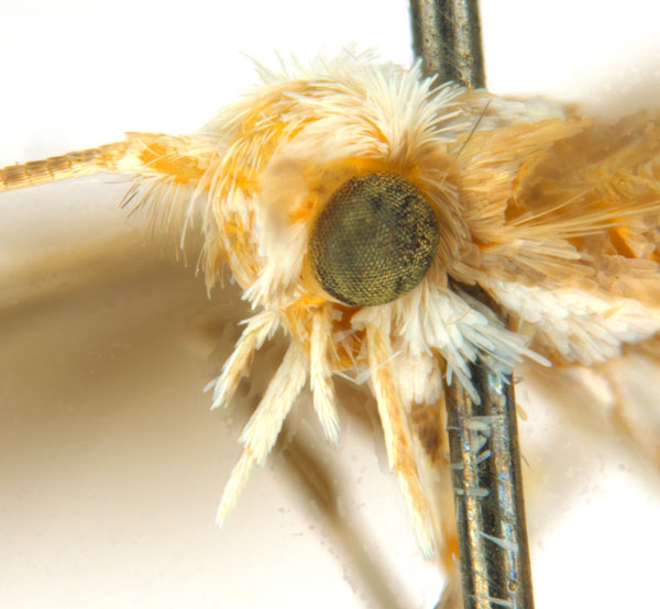 /filer/webapps/moths_gc/media/images/B/breyniphaga_Epicephala_HT_head2_ANIC.jpg