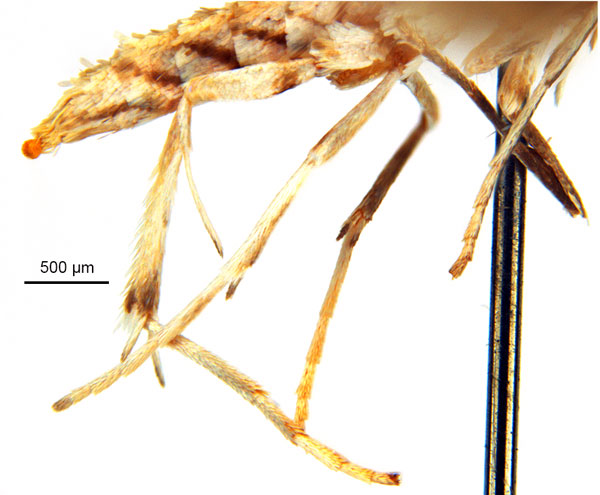 /filer/webapps/moths_gc/media/images/B/breyniphaga_Epicephala_HT_legs_ANIC.jpg