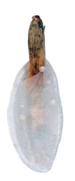 /filer/webapps/moths_gc/media/images/B/breyniphaga_Epicephala_HT_pupa_ANIC.jpg