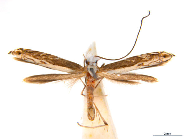/filer/webapps/moths_gc/media/images/B/breyniphaga_Epicephala_PT1_ANIC_iwKAFDL.jpg