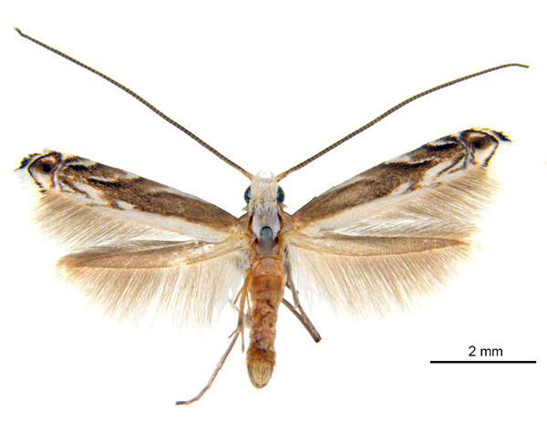 /filer/webapps/moths_gc/media/images/B/breyniphaga_Epicephala_PT2_ANIC.jpg